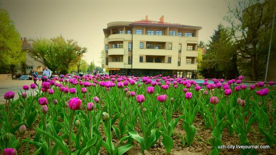 Blooming Spring in Uzhhorod, Ukraine, photo 4