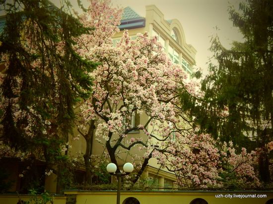 Blooming Spring in Uzhhorod, Ukraine, photo 5