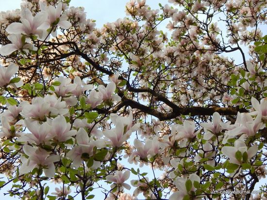 Blooming Spring in Uzhhorod, Ukraine, photo 6