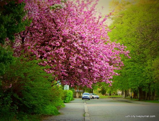 Blooming Spring in Uzhhorod, Ukraine, photo 7