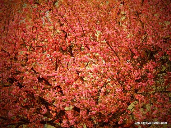 Blooming Spring in Uzhhorod, Ukraine, photo 9