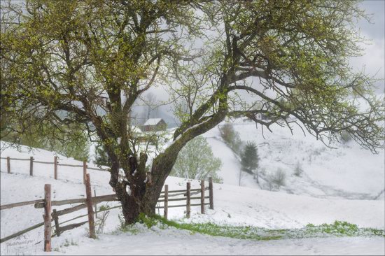 Unpredictable spring weather of the Carpathians, Ukraine, photo 7