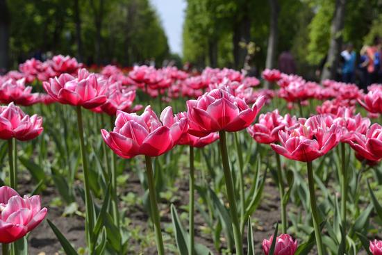 Picturesque blooms in Ukraine, photo 1