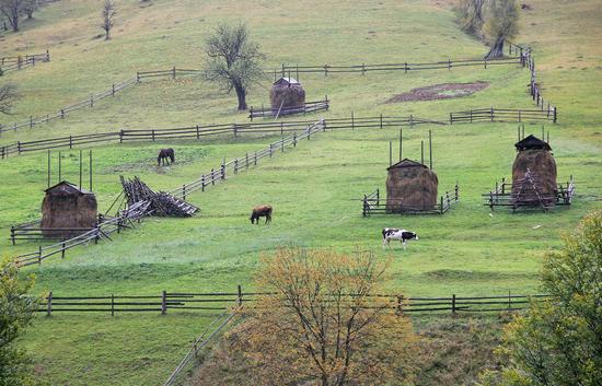 Early autumn in the pastures of the Ukrainian Carpathians, photo 1