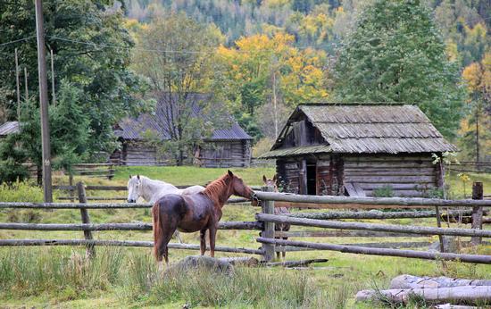 Early autumn in the pastures of the Ukrainian Carpathians, photo 12