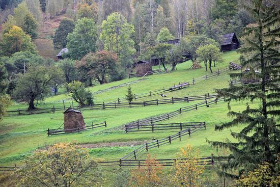 Early autumn in the pastures of the Ukrainian Carpathians, photo 13