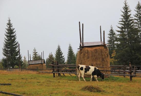 Early autumn in the pastures of the Ukrainian Carpathians, photo 15