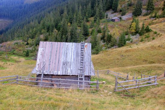 Early autumn in the pastures of the Ukrainian Carpathians, photo 4