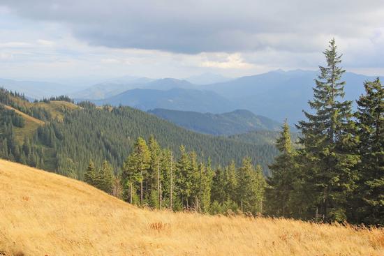 Early autumn in the pastures of the Ukrainian Carpathians, photo 6