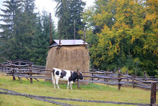 Early autumn in the pastures of the Ukrainian Carpathians, photo 7