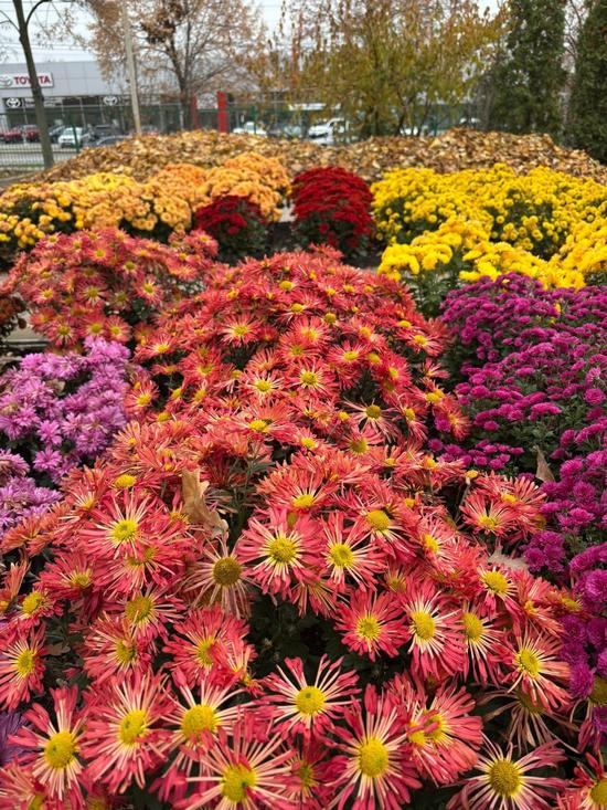 Colorful Autumn in the Kharkiv Botanical Garden, Kharkiv, Ukraine, photo 4