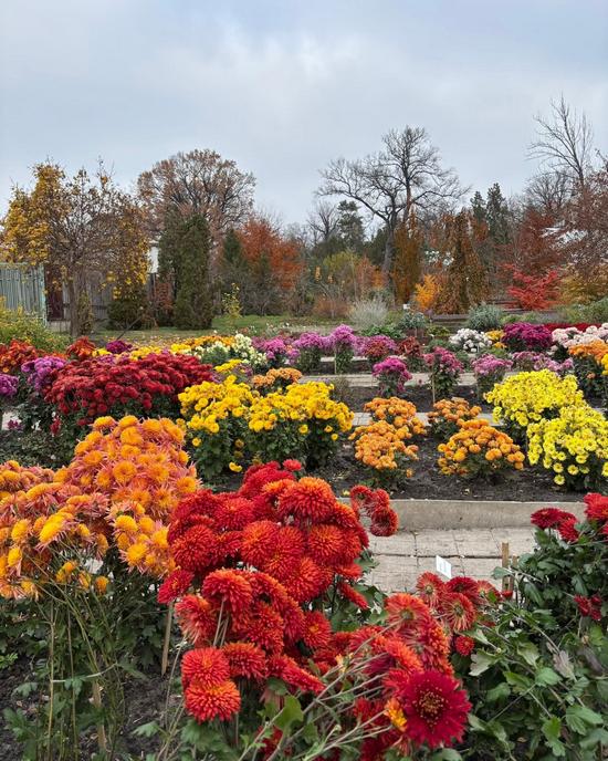 Colorful Autumn in the Kharkiv Botanical Garden, Kharkiv, Ukraine, photo 5