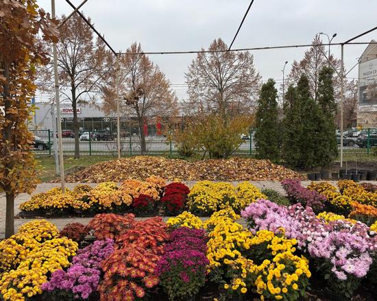Colorful Autumn in the Kharkiv Botanical Garden, Kharkiv, Ukraine, photo 6