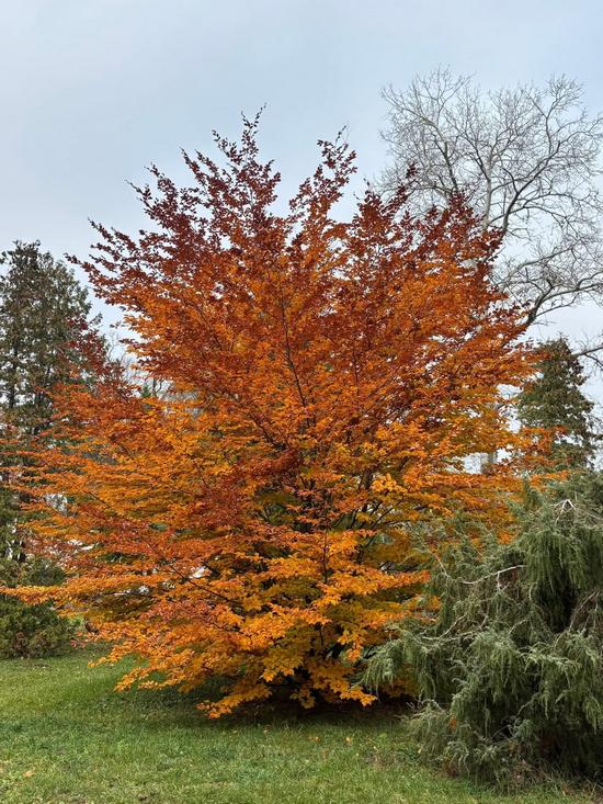 Colorful Autumn in the Kharkiv Botanical Garden, Kharkiv, Ukraine, photo 7