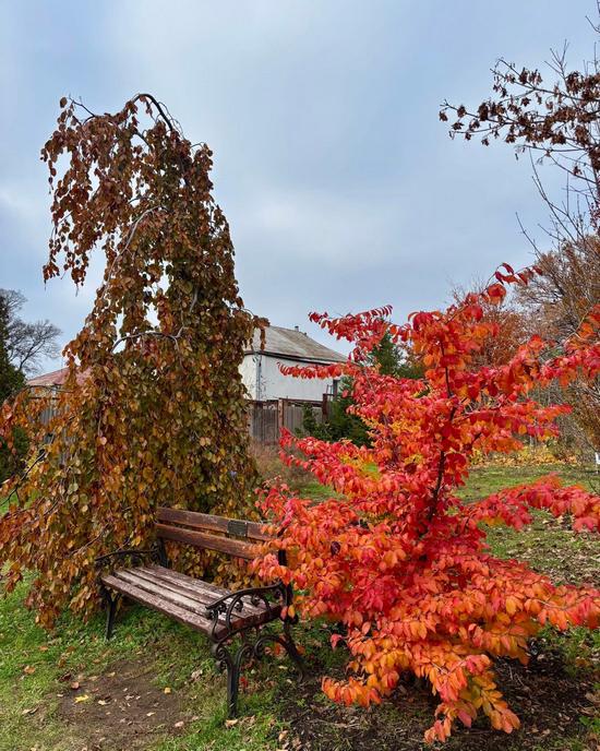 Colorful Autumn in the Kharkiv Botanical Garden, Kharkiv, Ukraine, photo 8