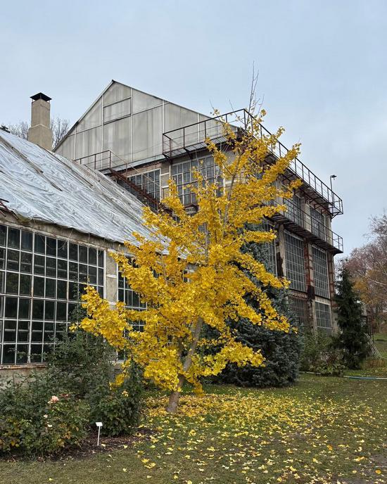 Colorful Autumn in the Kharkiv Botanical Garden, Kharkiv, Ukraine, photo 9