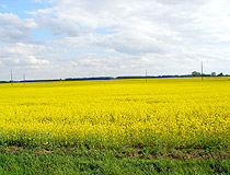 Field in the Chernihiv region
