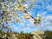 Spring in the Chernihiv region