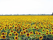 Field of sunflowers in Kherson Oblast