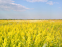 One sunny day in a field somewhere in the Kyiv region