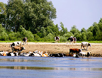 Cows by the river in the Kyiv region