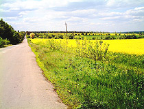 Yellow fields of Kirovohrad Oblast