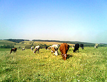 Grazing cows in the Poltava region