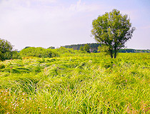 Summer in Sumy Oblast