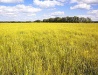 In the middle of a field in the Cherkasy region