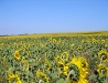 Sunflower field in the Cherkasy region