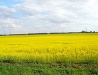Field in the Chernihiv region