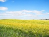 Dnipropetrovsk province field