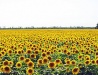 Field of sunflowers in Kherson Oblast
