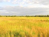 Summer in the Kyiv region