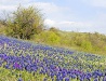 Spring in Mykolaiv Oblast