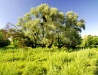 Sunny day in Poltava Oblast