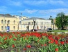 Blooming tulips in Zhytomyr