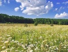 Camomile field in Zhytomyr Oblast